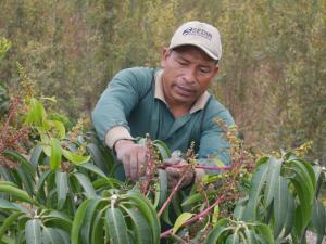 Áncash: pequeños productores podan flor de mango para demorar cosecha hasta abril de 2023