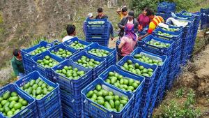 Antracnosis y pudrición pendular son los dos agentes que causan mayores complicaciones a exportadores de palta en poscosecha