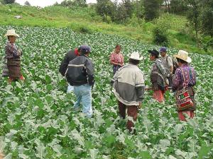 APLICACIÓN DEL IGV PERJUDICARÍA A 2,5 MILLONES DE AGRICULTORES