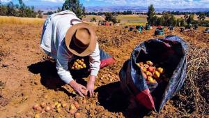 Aprobado: Lista de cultivos priorizados de la agricultura familiar para el año 2026