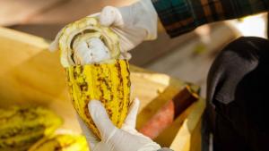 Aprueban norma técnica que impulsa la calidad, trazabilidad y competitividad del cacao peruano