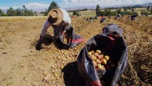 Aprueban Reglamento de Organización y Funciones de Agromercado