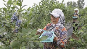 Arándano generó 137.752 puestos de trabajo directos en la campaña 2022/2023