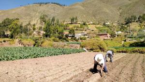 Área de siembra en campaña agrícola 2022/2023 crecería 4% en relación al promedio sembrado en las últimas 5 campañas