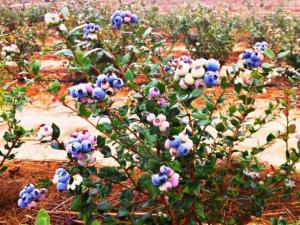 ÁREAS EN PRODUCCIÓN DE ARÁNDANOS DE AGROINVERSIONES VALLE Y PAMPA CRECERÁN 500% ESTE AÑO