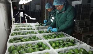 Arequipa: 70% de palta para exportar no salió del país por cierre de fronteras