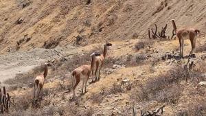 Arequipa fue sede del censo regional del guanaco