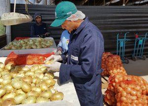 Arequipa produce 332.500 toneladas de cebolla por campaña