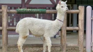 Arequipa será sede del Salón Nacional del Hilo Artesanal de Camélidos