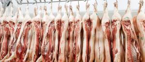 Asoporci: producción nacional de carne de cerdo alcanzaría casi las 270 mil toneladas este año, representando un incremento de 3.5%