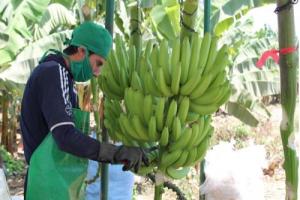 Aumenta presencia de plagas en la costa norte lo que afectará a los cultivos