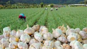 Aumento del precio del ajo se debe a menor producción por factores climáticos