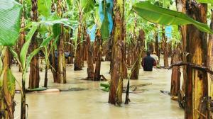 Aumento en la temperatura de tan solo un grado ocasionado por el Niño puede incrementar el precio de los alimentos un 6% en un año