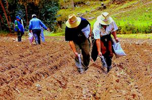 AVANCES DE CULTIVOS PARA CAMPAÑA 2012-2013 ES DE 54%