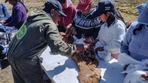 Avances en la conservación y esquila de vicuñas en los andes de Junín