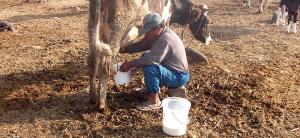 AVANZA PRODUCCIÓN GANADERO-LÁCTEO EN PUNO