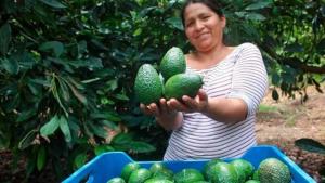Ayacucho cuenta con el mayor número de productores de palta Hass a nivel nacional