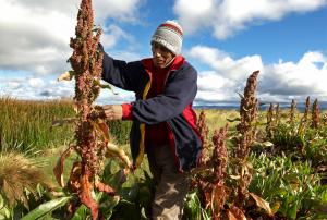 Ayacucho: Proyecto Quinua instala plantas procesadoras en Vilcashuamán y Huamanga