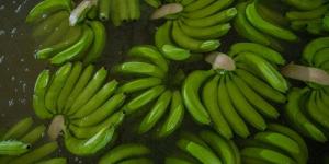Banano impulsa exportaciones de frutas de Colombia en 2024