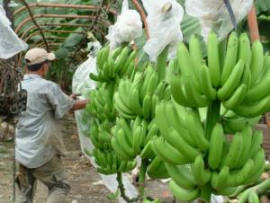 BANANO ORGÁNICO SERÁ EL "PRODUCTO ESTRELLA" DEL ALTO PIURA