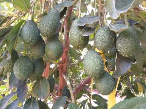 Bioestimulación para el cuajado, amarre, calibre y calidad en el palto Hass