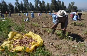 Bolivia anuncia instalación de dos plantas de procesamiento de ají y papa