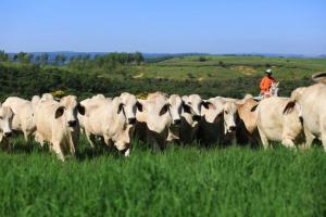 Brahman Braúnas celebra sus logros en ExpoZebu 2024