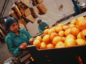 BRASIL AUTORIZÓ INGRESO DE MANDARINA, TANGELO Y CHÍA DEL PERÚ