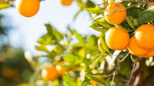 Brasil: Cosecha de naranjas en la campaña 2024/2025 es la segunda más baja en 37 años