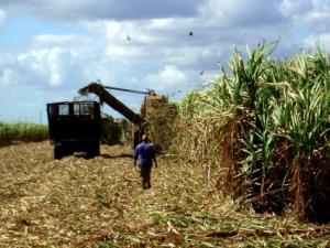 BUSCAN AMPLIAR PROTECCIÓN PATRIMONIAL DE AZUCARERAS