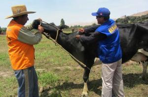 BUSCARÁN ERRADICAR ESTE AÑO LA TUBERCULOSIS BOVINA EN PIURA