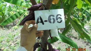 Cacao Amazonas Perú es un tesoro genético y cultural