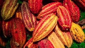 Cacao Circular Challenge 2026 premiará la innovación gastronómica con cacao de San Martín