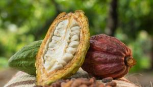 Cacao de San Martín cumple estándares de exportación establecidos por la Unión Europea