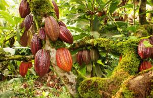 CACAO DE SAN MARTÍN REPRESENTA EL 32% DE LA PRODUCCION NACIONAL