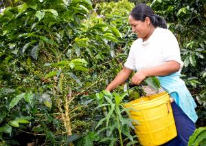 CAFÉ ESPECIAL PERUANO TIENE EN GENERAL ALREDEDOR DE 78 PUNTOS EN TAZA