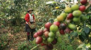 CAFETALEROS “AMENAZAN” CON CAMBIAR SUS CULTIVOS POR HOJA DE COCA