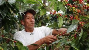 Cafetaleros contarán con mayor plazo para cancelar deudas contraídas en el Plan Nacional de Renovación de Cafetales