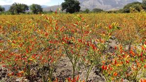 Cajamarca exporta ají tabasco a EE.UU. y Europa por US$ 650 mil