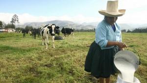 Cajamarca produce 1.2 millones de litros de leche al día