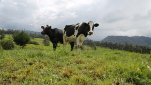 Cajamarca producirá 33.200 toneladas de Avena INIA el 2023