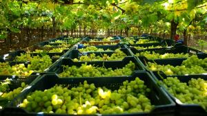 Campaña 2025/2026: Exportación de uva de mesa crece 7.9% en volumen