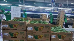 Campaña de palta peruana comenzó con retraso respecto a 2024, pero presenta mayor volumen