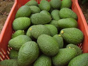 CAMPAÑA DE PALTA SE ADELANTÓ 8 SEMANAS EN LA COSTA NORTE POR CLIMA MÁS CÁLIDO DE LO NORMAL