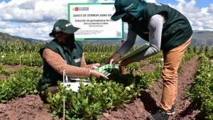 Caracterizan 448 accesiones del banco de germoplasma de olluco en Cusco