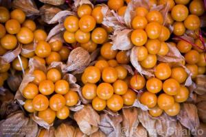 CELENDÍN ORGANIZA III FESTIVAL DEL AGUAYMANTO