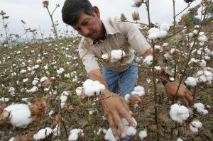 CENTRAL DE COMERCIO ALGODONERO ANUNCIÓ SU RETIRO DEL MERCADO