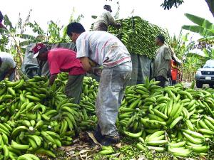 CEPIBO AUMENTARÍA RENDIMIENTO DE BANANO EN 50%