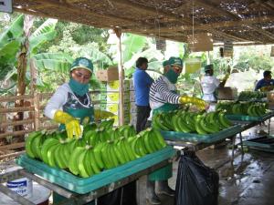 CEPIBO EXPORTA 12 CONTENEDORES DE BANANO ORGÁNICO A LA SEMANA