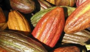 CEPICAFÉ EXPORTARÍA 700 TONELADAS DE CACAO ESTE AÑO
